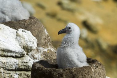 Siyah kaşlı Albatros piliç Saunders Adası