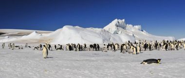 İmparator penguenler buz üzerinde