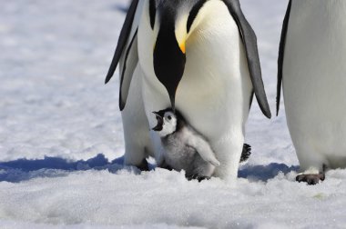 İmparator penguen ile piliç