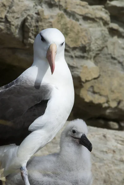 Albatross ceja negra Saunders Island — Foto de Stock