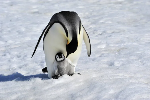 Emperador pingüino con polluelo — Foto de Stock