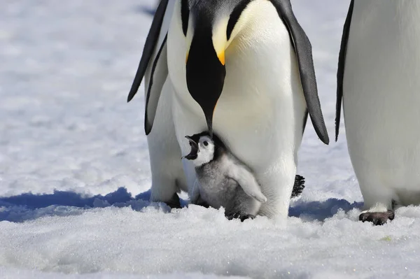 Император Пингвин с цыпочкой — стоковое фото