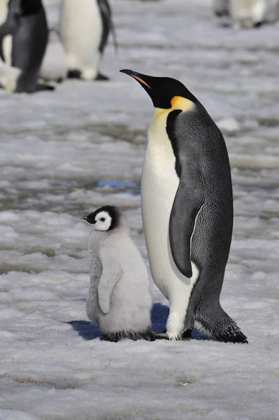 Emperor Penguin with chick — Stock Photo, Image