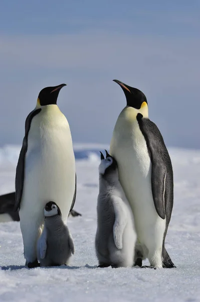 Imperatore Pinguino con pulcino — Foto Stock