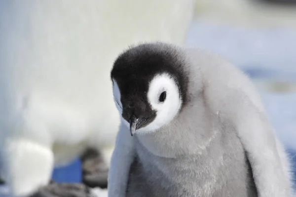 Pulcini pinguino imperatore in Antartide — Foto Stock