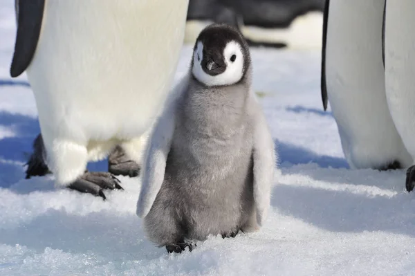 Imperador Pinguim pintos na Antártida — Fotografia de Stock