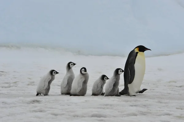 Emperor Penguins with chicks — Stock Photo, Image