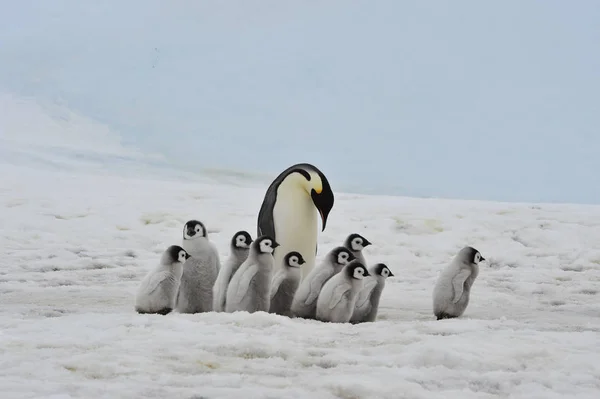 Tučňáků s kuřaty — Stock fotografie