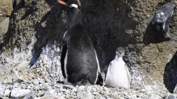Gentoo Penguin on the nest — Stock Video