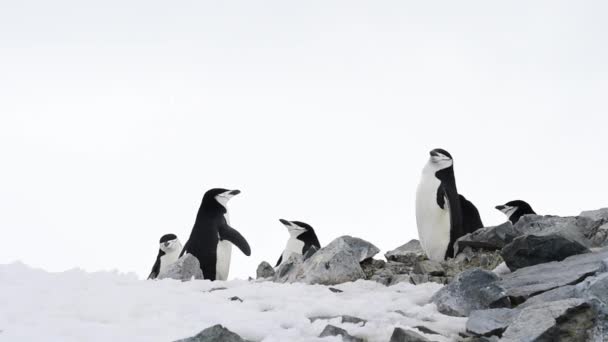 Chinstrap Penguins on the nest — Stock Video