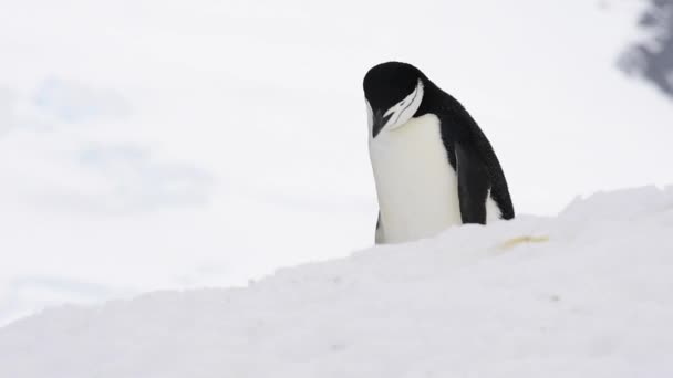 Kinnriemen-Pinguine im Schnee — Stockvideo