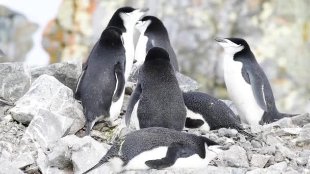 Állszíjas pingvin a fészken költő állatok — Stock videók