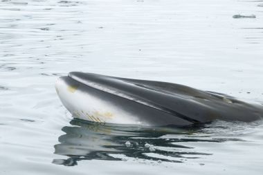 A minke whale in Antarctic Peninsula clipart