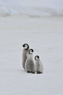 Antarktika'daki İmparator penguen kızlar