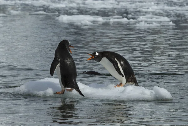 Gentoo tučňák na ledě — Stock fotografie