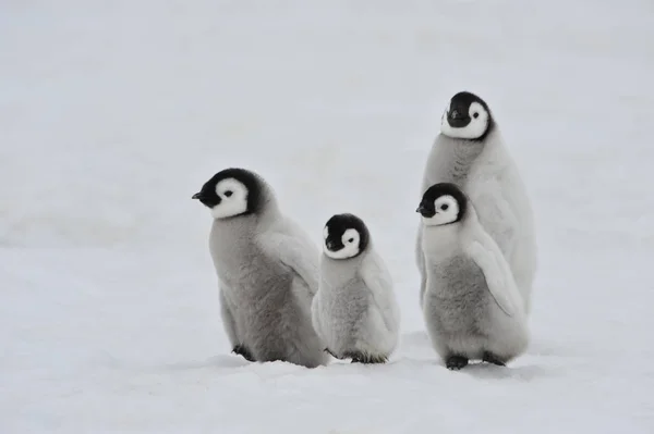 Pingwin Cesarski piskląt na Antarktydzie — Zdjęcie stockowe