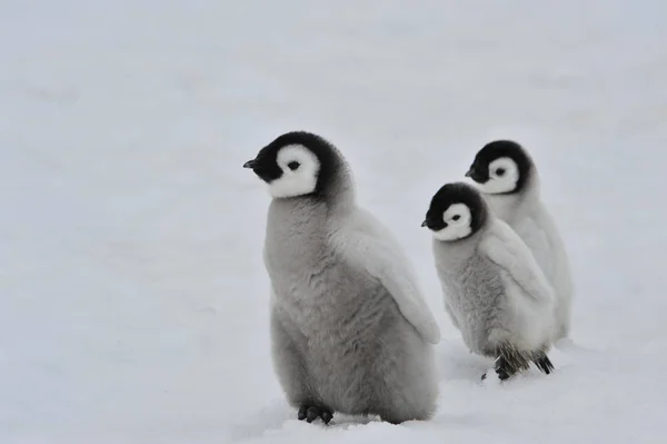 在南极的帝企鹅宝宝 — 图库照片