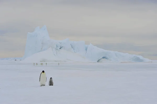 얼음 황제 펭귄 — 스톡 사진