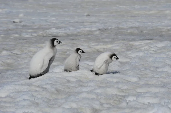 Imperador Pinguim pintos na Antártida — Fotografia de Stock