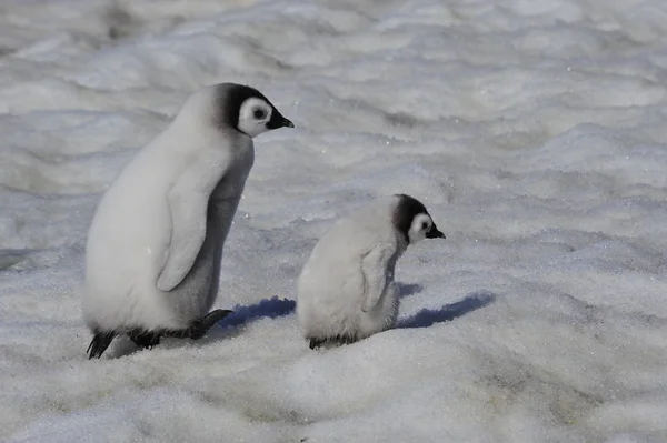 Pollitos pingüinos emperador en la Antártida — Foto de Stock