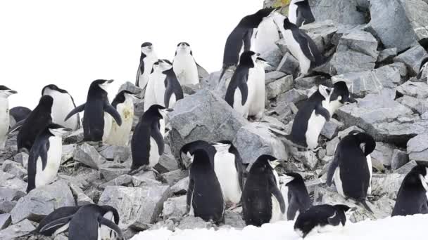 Chinstrap Penguins on the nest — Stock Video