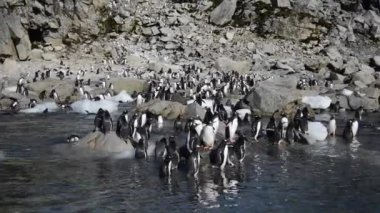 Sahildeki Gentoo Penguenleri