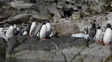 Sahildeki Gentoo Penguenleri