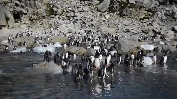 Gentoo tučňáci na pláži — Stock video