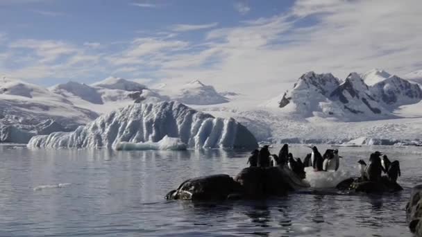 Gentoo Pingüinos en la playa — Vídeo de stock