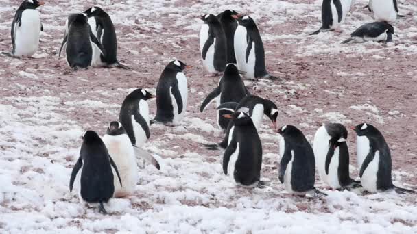 Pinguim Gentoo com filhotes no ninho — Vídeo de Stock