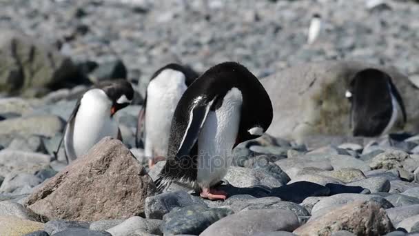 Gentoo Pingwin z pisklętami w gnieździe — Wideo stockowe