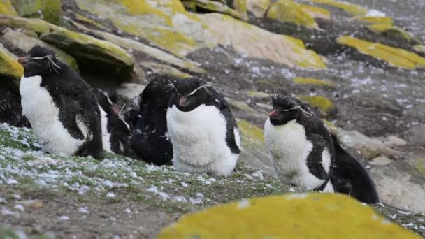 Colonia de pingüinos Rockhopper — Vídeo de stock