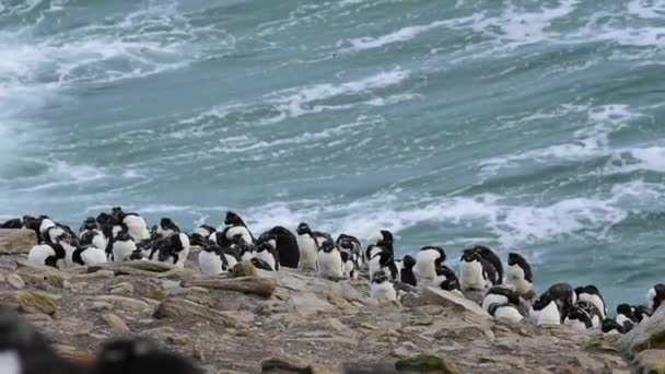 Colonia de pingüinos Rockhopper — Vídeo de stock