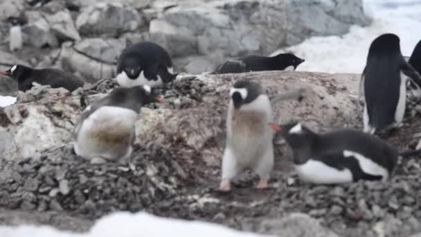 Ezelspinguïn op het nest — Stockvideo