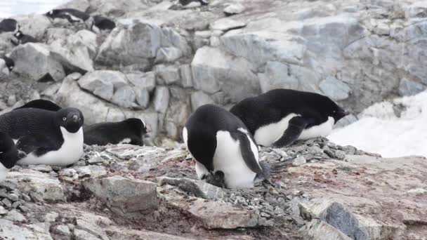 Пингвины Адели на гнезде — стоковое видео