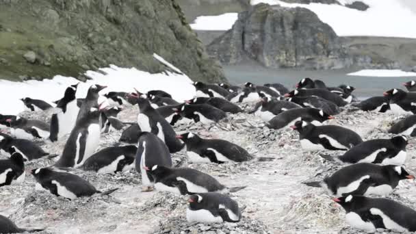 Gentoo Penguin en el nido — Vídeo de stock