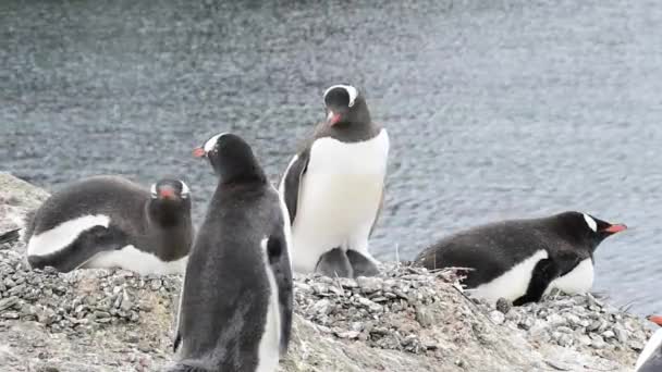 Gentoo pingvin a fészken költő állatok — Stock videók