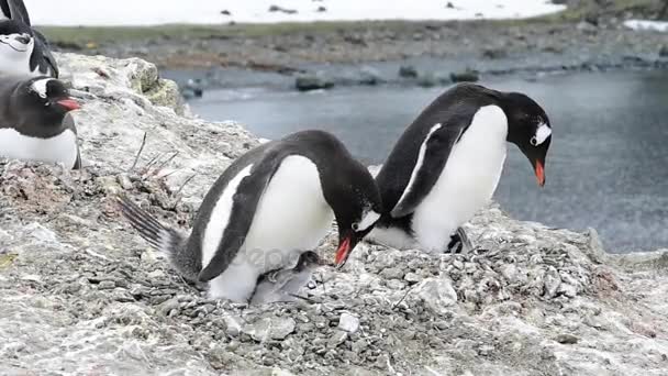 巣にジェンツー ペンギン — ストック動画