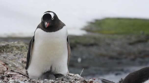 Gentoo Penguin met kuikens op het nest — Stockvideo