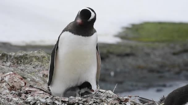 Gentoo Pinguin auf dem Nest — Stockvideo