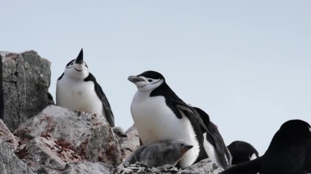 Pinguins Chinstrap no ninho — Vídeo de Stock