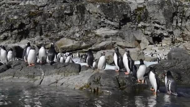 Ezelspinguïns op het strand — Stockvideo