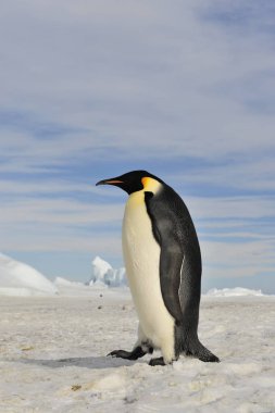İmparator penguen kar üzerinde