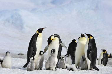 İmparator penguenler piliç ile