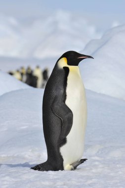 İmparator penguen kar üzerinde