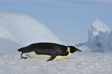 İmparator penguen kar üzerinde