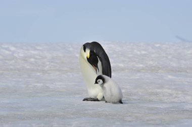 İmparator penguenler piliç ile