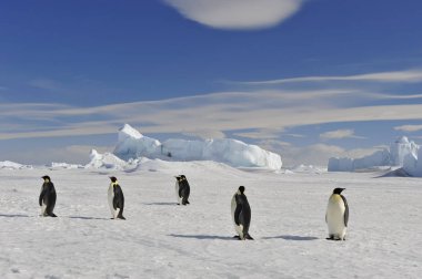İmparator penguen kar üzerinde