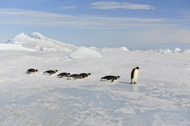 İmparator penguen kar üzerinde