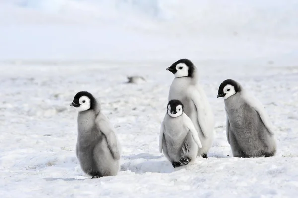 Pollitos pingüinos emperador en la Antártida —  Fotos de Stock